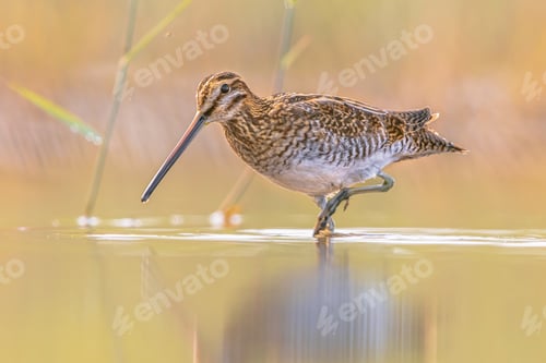 Preview: Common snipe wader bird in habitat background