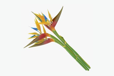 Preview: Strelitzia Reginae: Bird of Paradise Bouquet