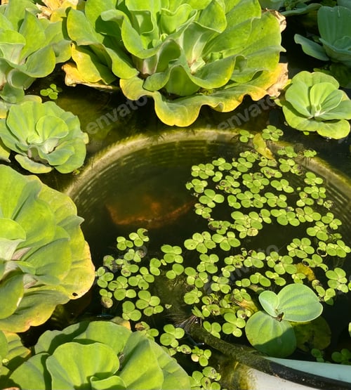 Preview: Aquatic plant, water lettuce (Pistia stratiotes) grown in a fish pond