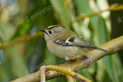 Preview: Goldcrest (Regulus regulus)
