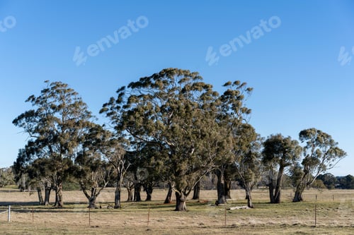 Vorschau: Buschland Gummibaum Landschaft im Land Australien, Outback von Australien