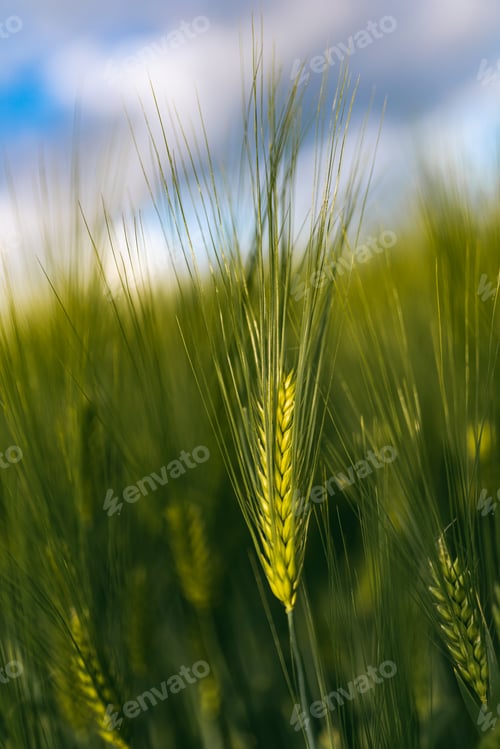 Preview: Green wheat on the field in spring. Selective focus, shallow DOF background.