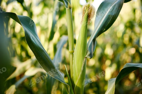 Preview: Almost ready for harvesting