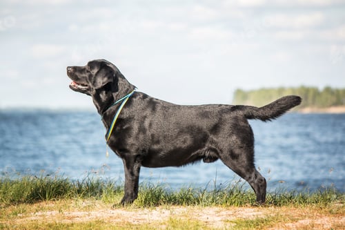Preview: Labrador Retriever Dog breed on the field. Dog running on the green grass. Active dog outdoor.