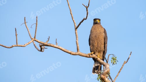 Preview: Crested serpent eagle perch, clear blue skies in the background.