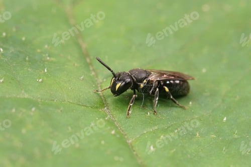 Preview: Closeup on a female White jawed yellow face bee, Hylaeus communis, sitting on a green leaf
