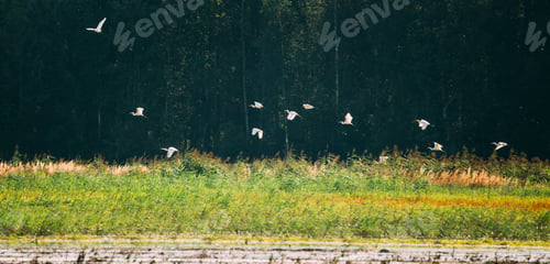 Preview: Flock Wild Birds Great Egrets Or Ardea Alba Flying Above Swamp. This Wild Birds Also Known As The