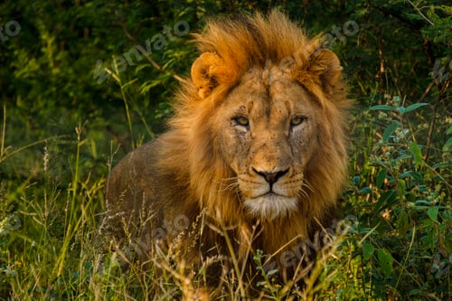 Preview: African Lions during safari game drive in Kruger National park South Africa