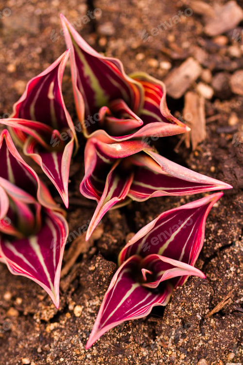 Preview: Tulips