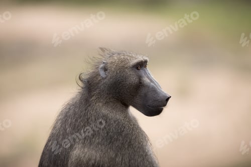 Preview: Closeup shot of a baboon monkey with a blurred background