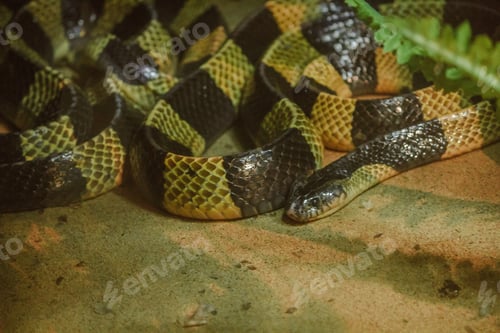 Preview: Bungarus fasciatus is a kind of poisonous snake.