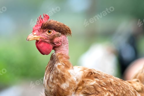 Preview: Chicken feeding on traditional rural barnyard. Hens on barn yard in eco farm. Free range poultry