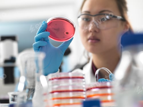 Preview: Scientist examining microbiological cultures in petri dishes in laboratory