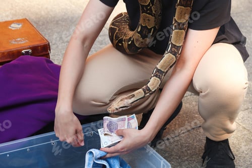 Preview: Brown python. snake, closeup side view an unrecognizable man holding brown python snake and polish m