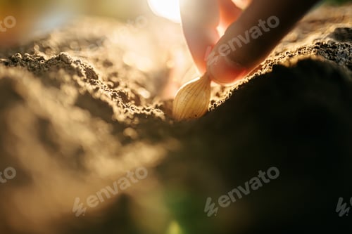 Preview: Planting seeds in rich soil during golden hour for a fruitful harvest