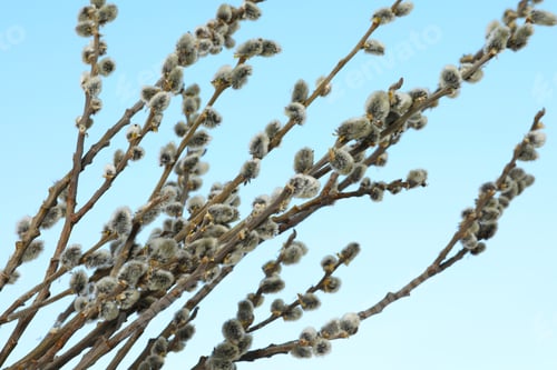 Preview: Beautiful view of pussy willow branches against blue sky outdoors