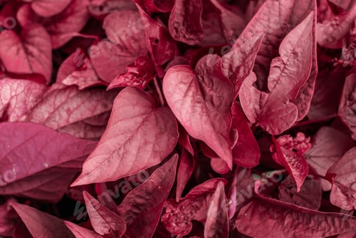 Preview: Sweet Potato Vines Displaying Beautiful Red-Purple Foliage