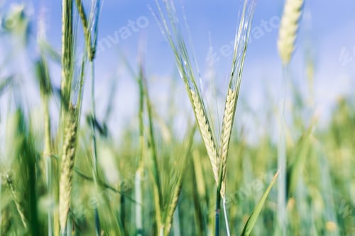 Preview: Spikelets of wheat in light green shades against the sky. Natural background. Soft focus