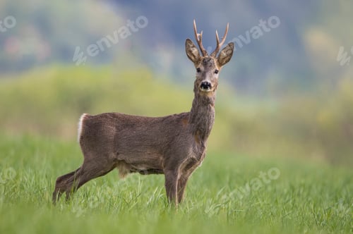 Preview: Closeup of a deer standing in the grass