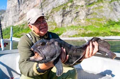 Preview: Fisherman with big wolffish near Lofoten, Senija, Alta Norway. Man holding catch Atlantic wolf fish
