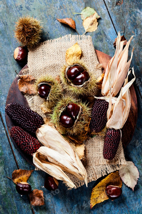 Preview: Autumn concept with Chestnuts and corn