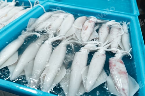 Preview: Fresh squid in trays for sale in the fish market,squid Market