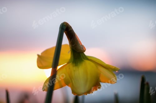 Preview: Close up macro picture of beautiful yellow flower blossoming during spring time