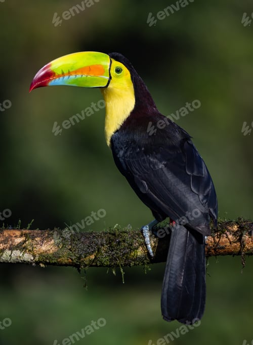 Preview: Toucan in Costa Rica