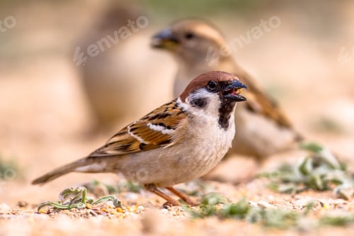 Preview: Tree sparrow group foraging