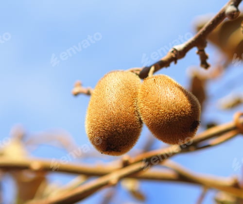 Preview: Kiwi fruit on tree