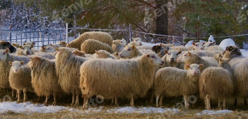 Preview: Swedish farm in the north of Sweden