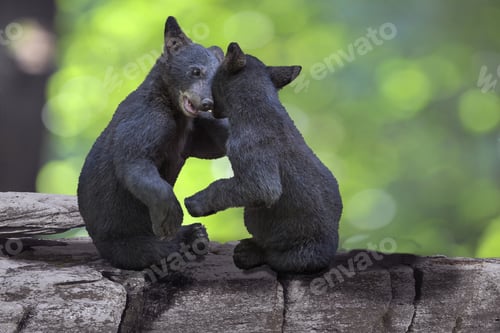Preview: Two small black bears playing together and sitting on a tree branch