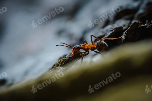Preview: Selective focus of an ant on tree bark outdoors