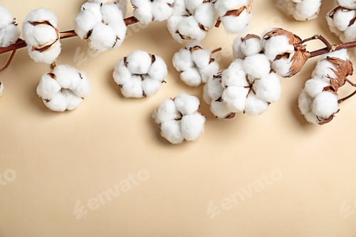 Preview: Fluffy cotton flowers on beige background, top view. Space for text