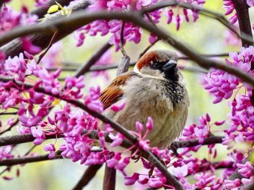 Preview: Perched sparrow in a flowering Red Bud