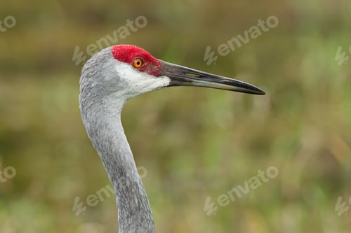 Preview: Sandhill crane portrait.