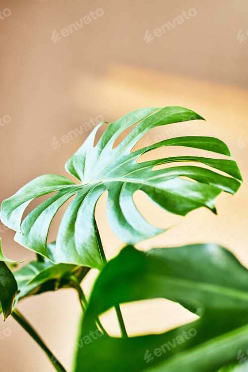 Preview: Monstera