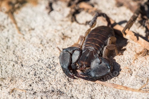 Preview: Opisthacanthus Madagascariensis Scorpion, Isalo National Park, Ihorombe Region, Southwest Madagascar