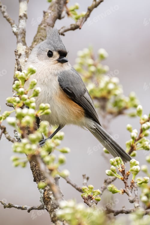 Preview: Tufted Titmouse