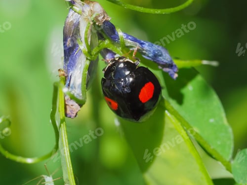 Preview: Close up of Asian lady beetle