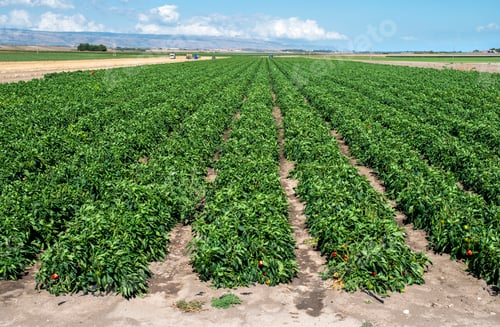 Preview: Growing peppers on the field.