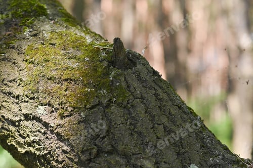 Preview: part of the trunk of a pine tree. tree bark close-up.