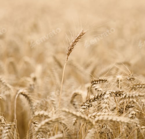 Preview: Wheat field with ripe grains in ears on a summer day