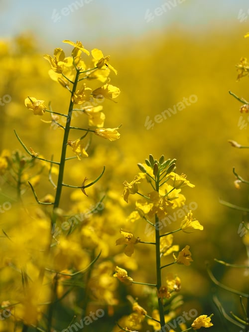 Vibrant Yellow Flowers Blooming in a Field