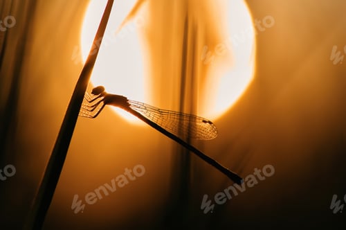 Preview: Silhouette of damselfly among the warm light of sunset