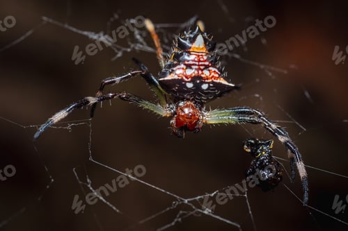Preview: Spiny Orb Weaver Spider in Web Close Up