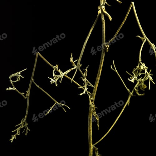 Preview: Closeup shot of a detailed broken plant branch isolated on a black background