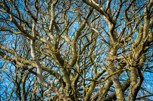 Preview: Abstract complex patterns of a bare tree