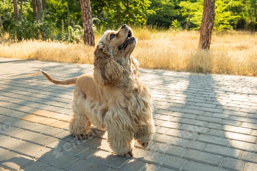 Preview: American spaniel, concept of pet and best friend - dog