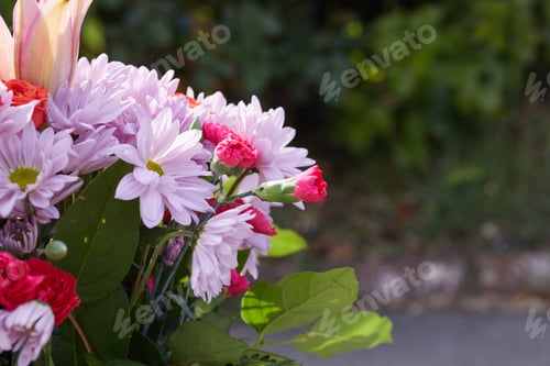 Preview: Close-up photo of fresh purple and red flowers with green leaves